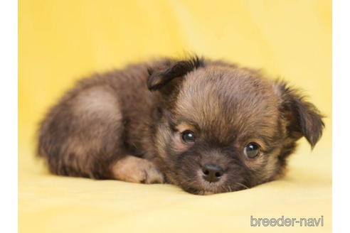 成約済の東京都のチワワ(ロングコート)-200303の3枚目